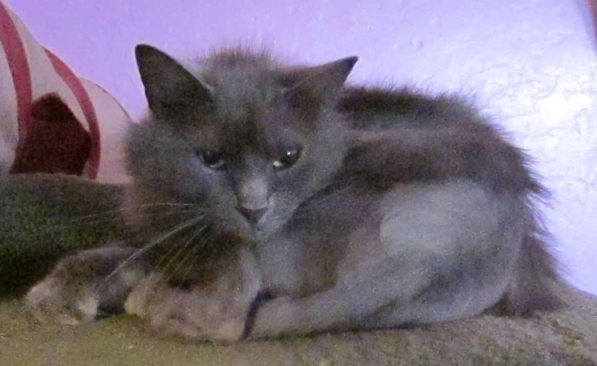 Kohl's Cat House - Jenny